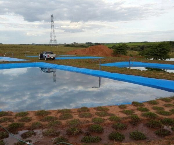 tanques de peixes